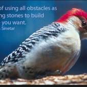 woodpecker image and quote